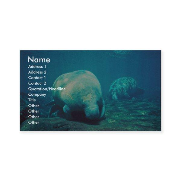 Florida Manatee