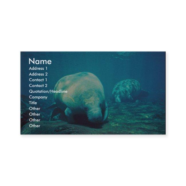 Florida Manatee