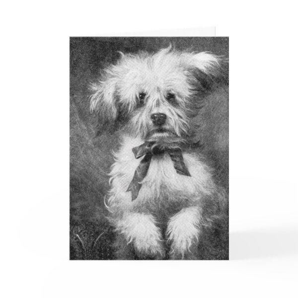 Fluffy Dog Blank Greeting Card