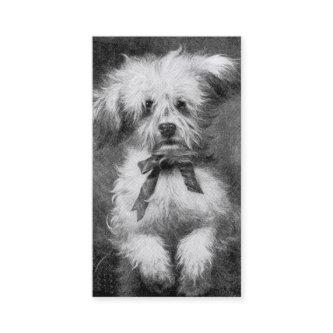 Fluffy Dog