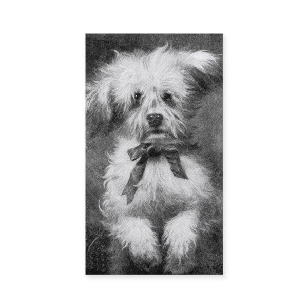 Fluffy Dog