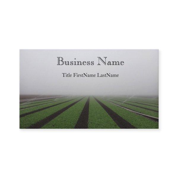 foggy field