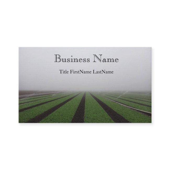 foggy field