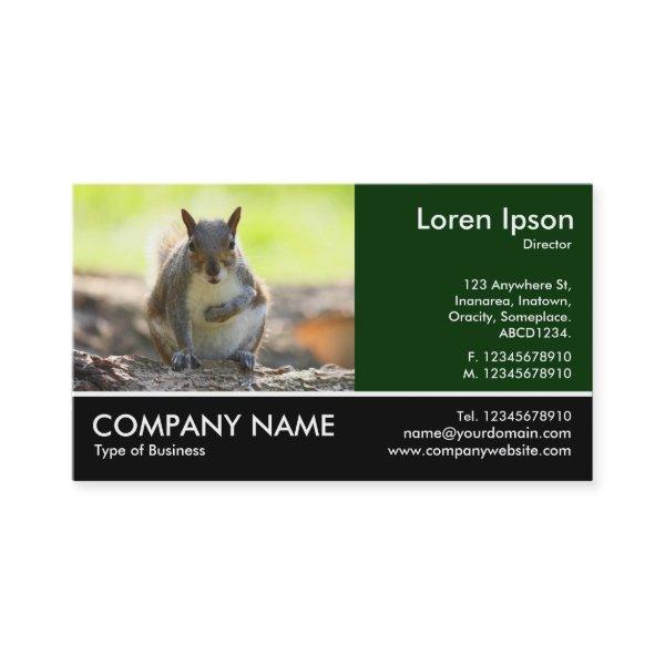 Footed Photo - Grey Squirrel