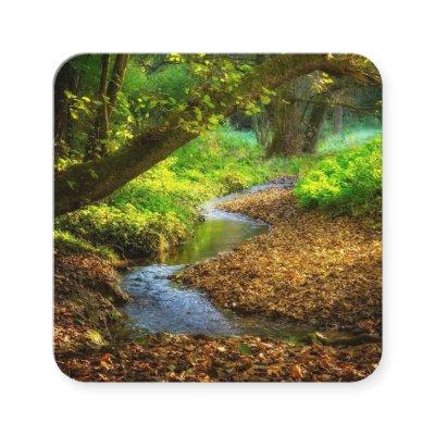 Forest Creek Beautiful Nature Landscape Photo Square