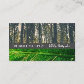Forrest | Leaf | Wild Life Photographer