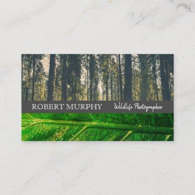 Forrest | Leaf | Wild Life Photographer