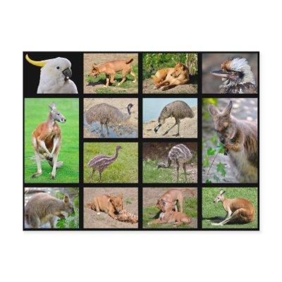 Fourteen mosaic photos of Australian animals Holiday Postcard