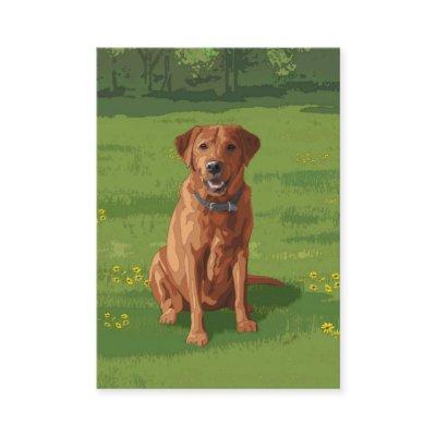 Fox Red Yellow Labrador Retriever Dog