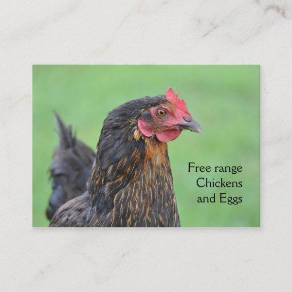 Free range black chicken eggs
