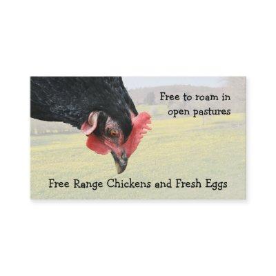 Free range black hen