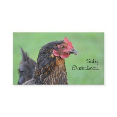 Free range hen and egg photo