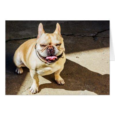 French Bulldog