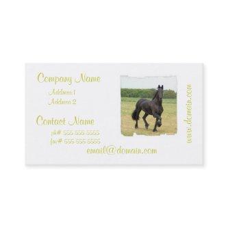 Friesian Horse