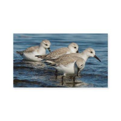 Funny Cute 4 Sanderlings Sandpipers at the Beach