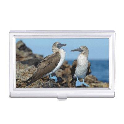 Galapagos Islands, Isabela Island Case For