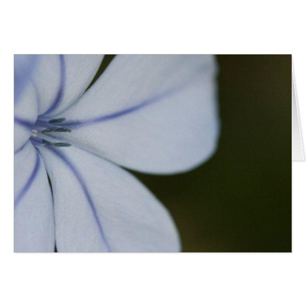 geranium