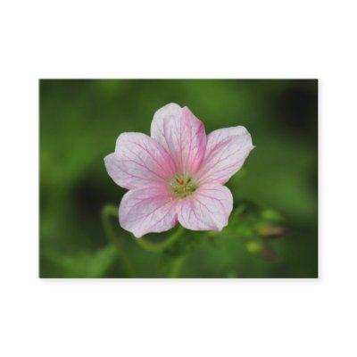 Geranium