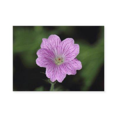 Geranium Endressii