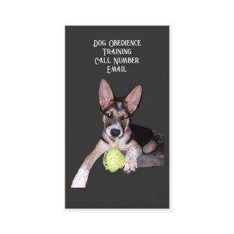 German Shephard Blue Heeler Mix Puppy