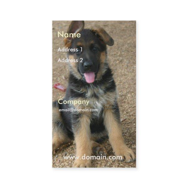 German Shepherd Puppy