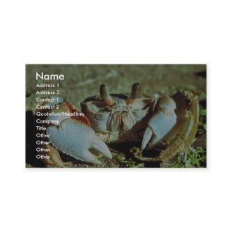 Ghost Crab