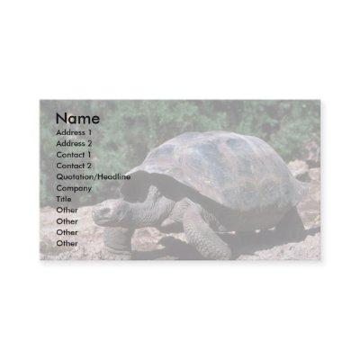 Giant Dome-Shaped Tortoise Walking