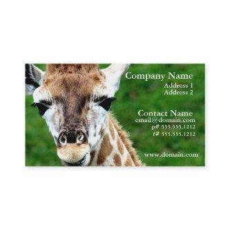 Giraffe Photo