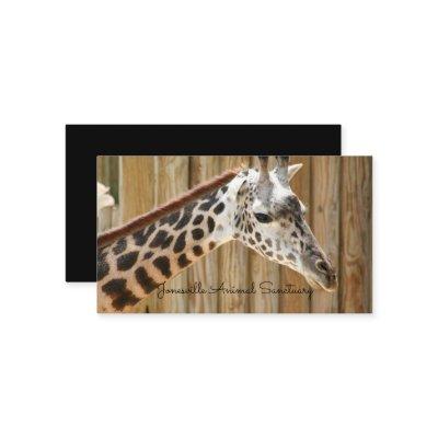 Giraffe Photograph