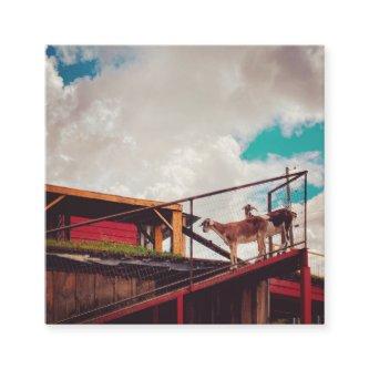 goats on the roof square