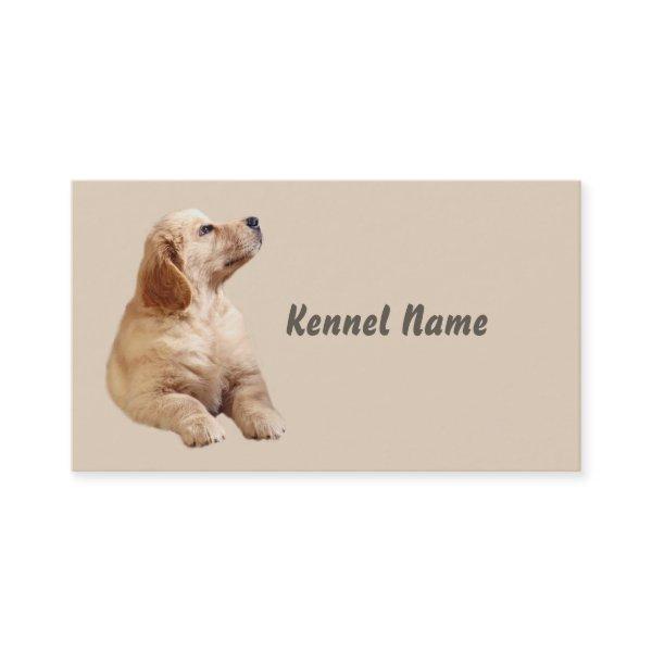 Golden Retriever Breeder