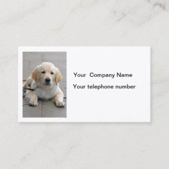 Golden Retriever dog cute photo