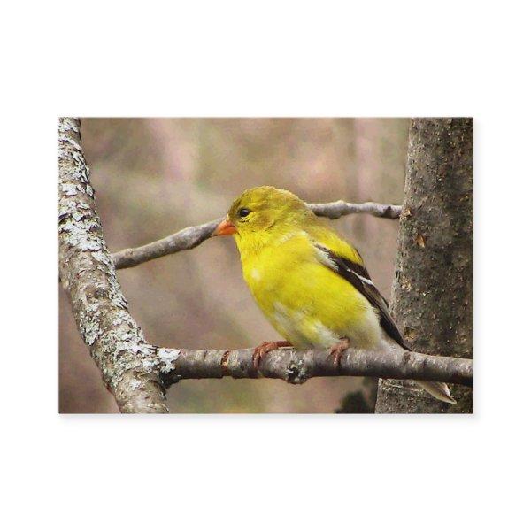 Goldfinch ATC