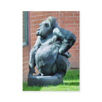 GORILLA