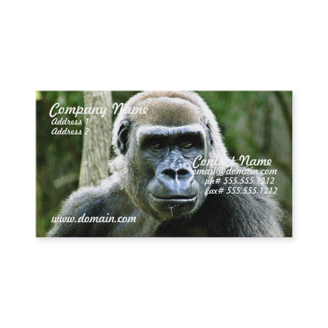 Gorilla Profile