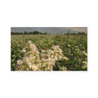 Grain Emporium - Field of Buckwheat