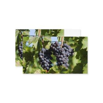 grape and vineyard