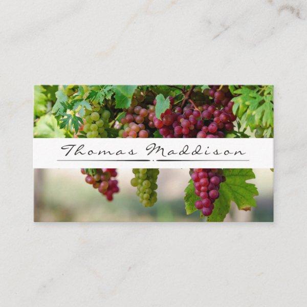 Grape Vine Vineyard Winery