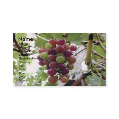 Grapes and Vine