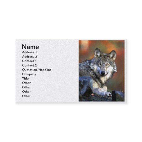 Gray Wolf - Timber Wolf - Red Wolf Series