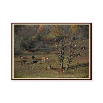 Grazing Cows ATC