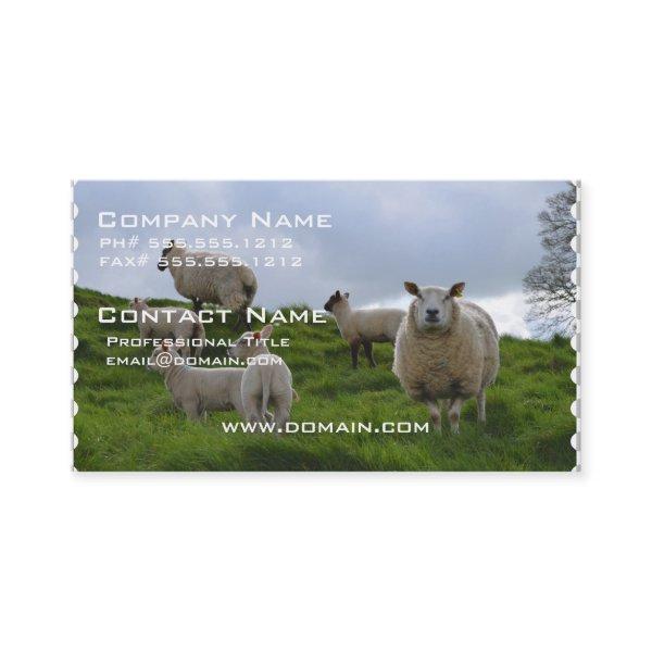 Grazing Sheep