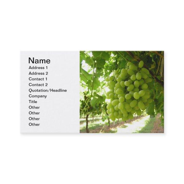 Green Grapes on the Vine