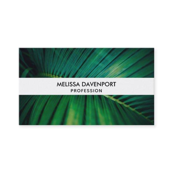 Green Leaf Palm Frond Tropical Nature Photo