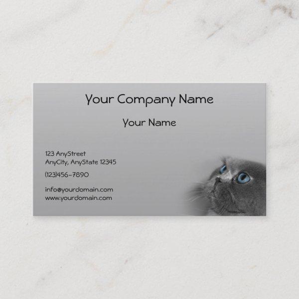 Grey Persian Cat with Blue Eyes on Grey Background