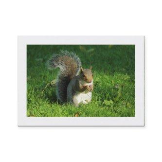 Grey Squirrel, Bute Park, Cardiff (Bordered)