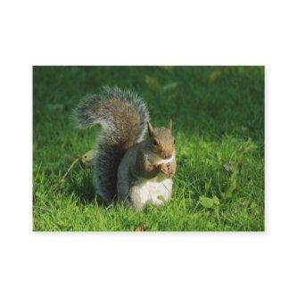 Grey Squirrel Eating Nuts, Bute Park, Cardiff