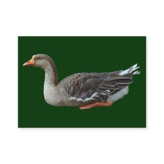 Greylag Swan Goose Cross (Isolated)