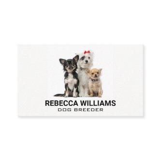 Group of Dogs | Animal Services