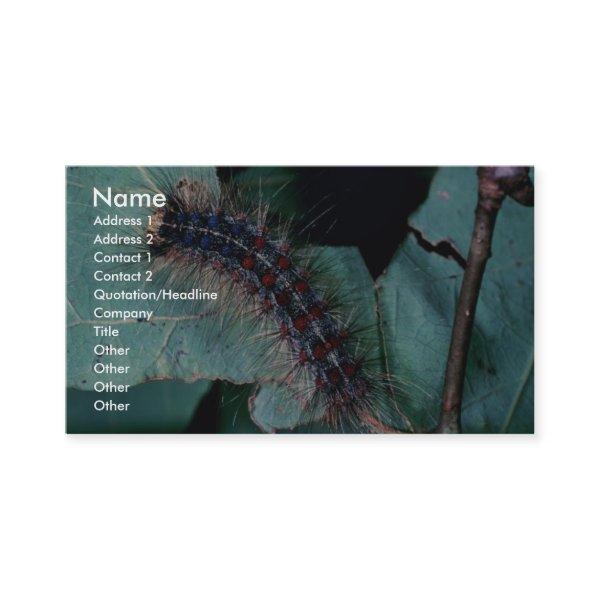 Gypsy moth